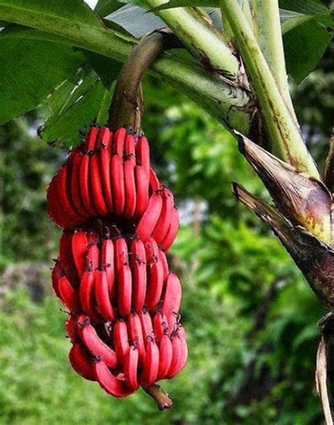 banana vermelha-4